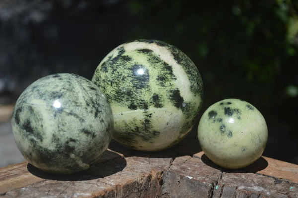 Polished Leopard Stone Spheres (Stone Sealed) x 3 From Zimbabwe - Toprock Gemstones and Minerals 