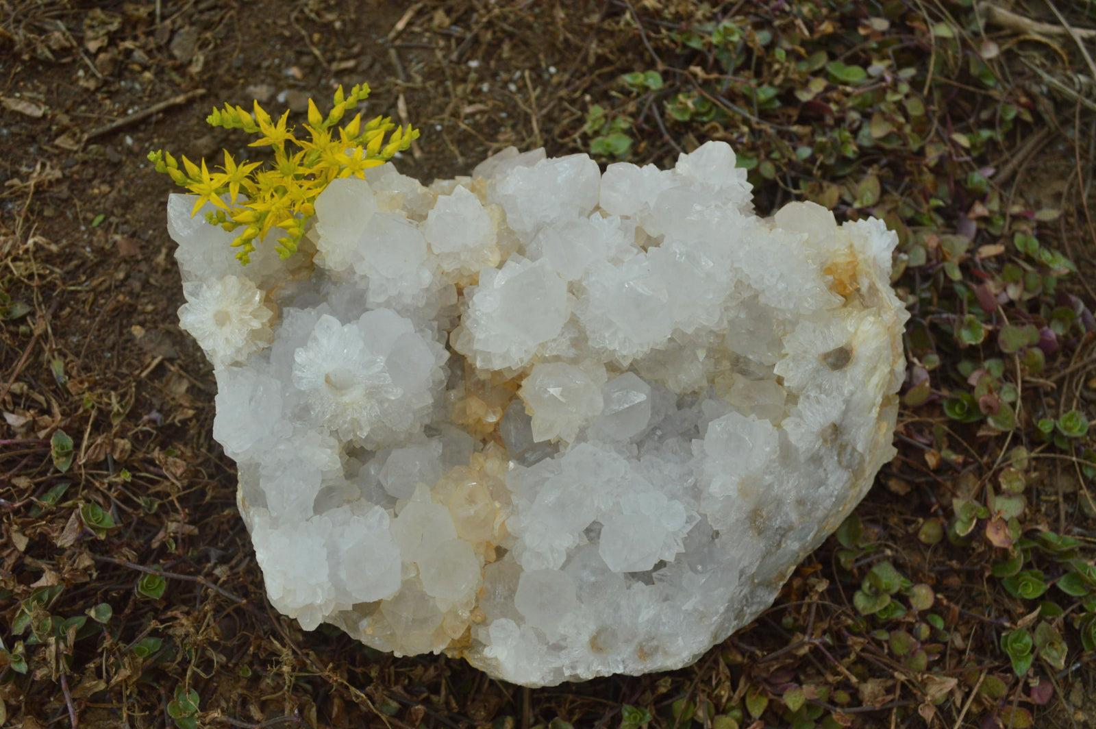 Natural Extra Large Cactus Flower Spirit Quartz Cluster x 1 From Boekenhouthoek, South Africa - TopRock