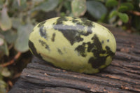 Polished Leopard Stone Free Forms  x 6 From Inyanga, Zimbabwe - Toprock Gemstones and Minerals 