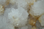 Natural Extra Large Cactus Flower Spirit Quartz Cluster x 1 From Boekenhouthoek, South Africa - TopRock