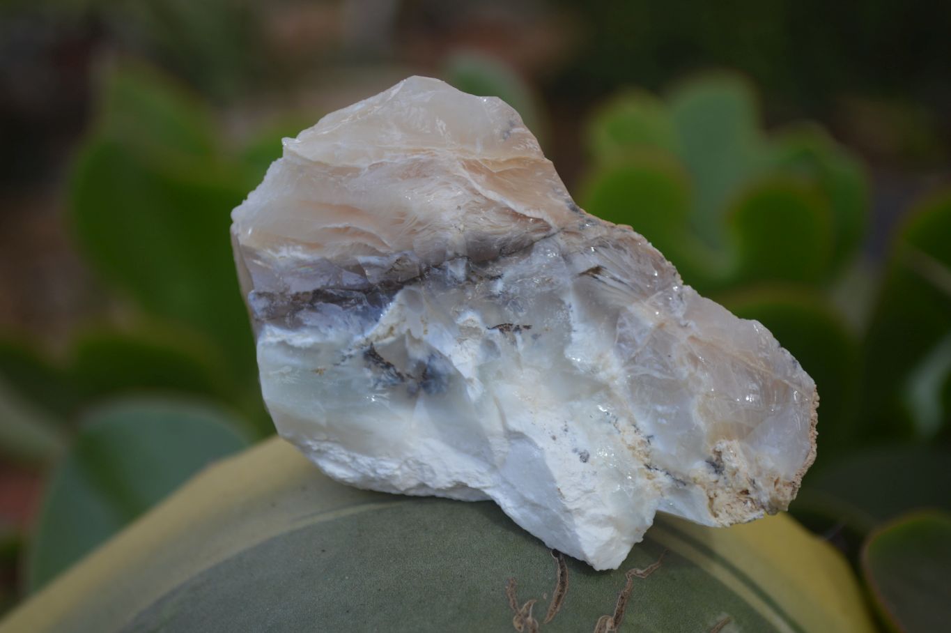 Natural Rough Dendritic White Opal Specimens  x 24 From Namibia - Toprock Gemstones and Minerals 