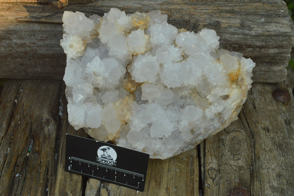 Natural Extra Large Cactus Flower Spirit Quartz Cluster x 1 From Boekenhouthoek, South Africa - TopRock