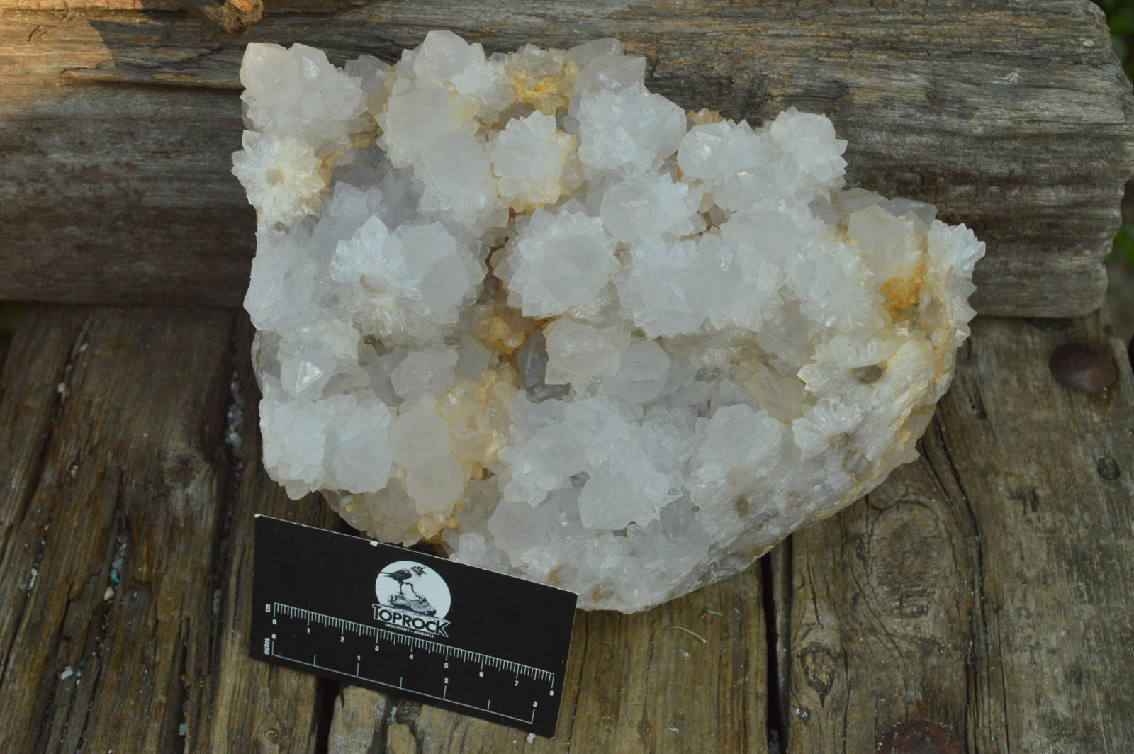 Natural Extra Large Cactus Flower Spirit Quartz Cluster x 1 From Boekenhouthoek, South Africa - TopRock