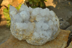Natural Extra Large Cactus Flower Spirit Quartz Cluster x 1 From Boekenhouthoek, South Africa - TopRock