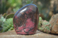 Polished Red Rhodonite Standing Free Forms x 2 From Zimbabwe - Toprock Gemstones and Minerals 