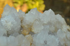 Natural Extra Large Cactus Flower Spirit Quartz Cluster x 1 From Boekenhouthoek, South Africa - TopRock