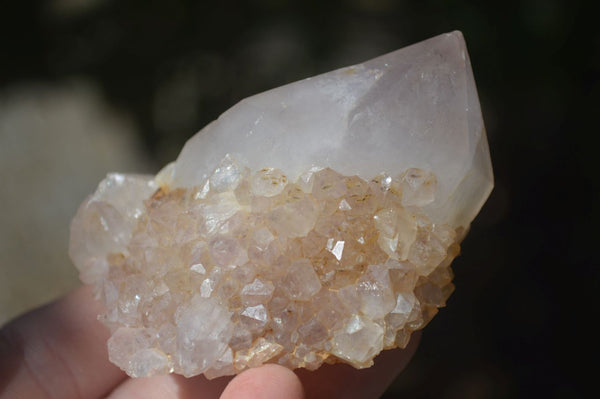 Natural White Cactus Flower Spirit Quartz Specimens  x 12 From Boekenhouthoek, South Africa