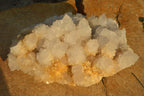 Natural Extra Large Cactus Flower Spirit Quartz Cluster x 1 From Boekenhouthoek, South Africa - TopRock