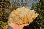 Natural Extra Large Cactus Flower Spirit Quartz Cluster x 1 From Boekenhouthoek, South Africa - TopRock