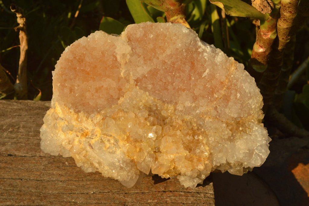 Natural Extra Large Cactus Flower Spirit Quartz Cluster x 1 From Boekenhouthoek, South Africa - TopRock