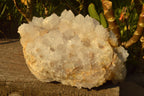 Natural Extra Large Cactus Flower Spirit Quartz Cluster x 1 From Boekenhouthoek, South Africa - TopRock