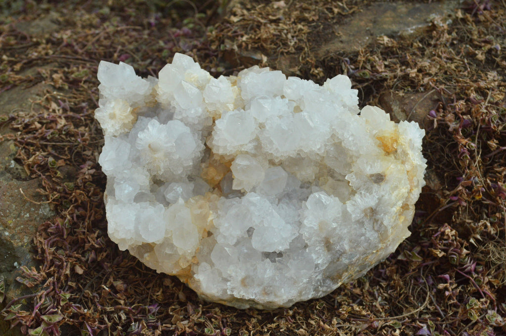Natural Extra Large Cactus Flower Spirit Quartz Cluster x 1 From Boekenhouthoek, South Africa - TopRock