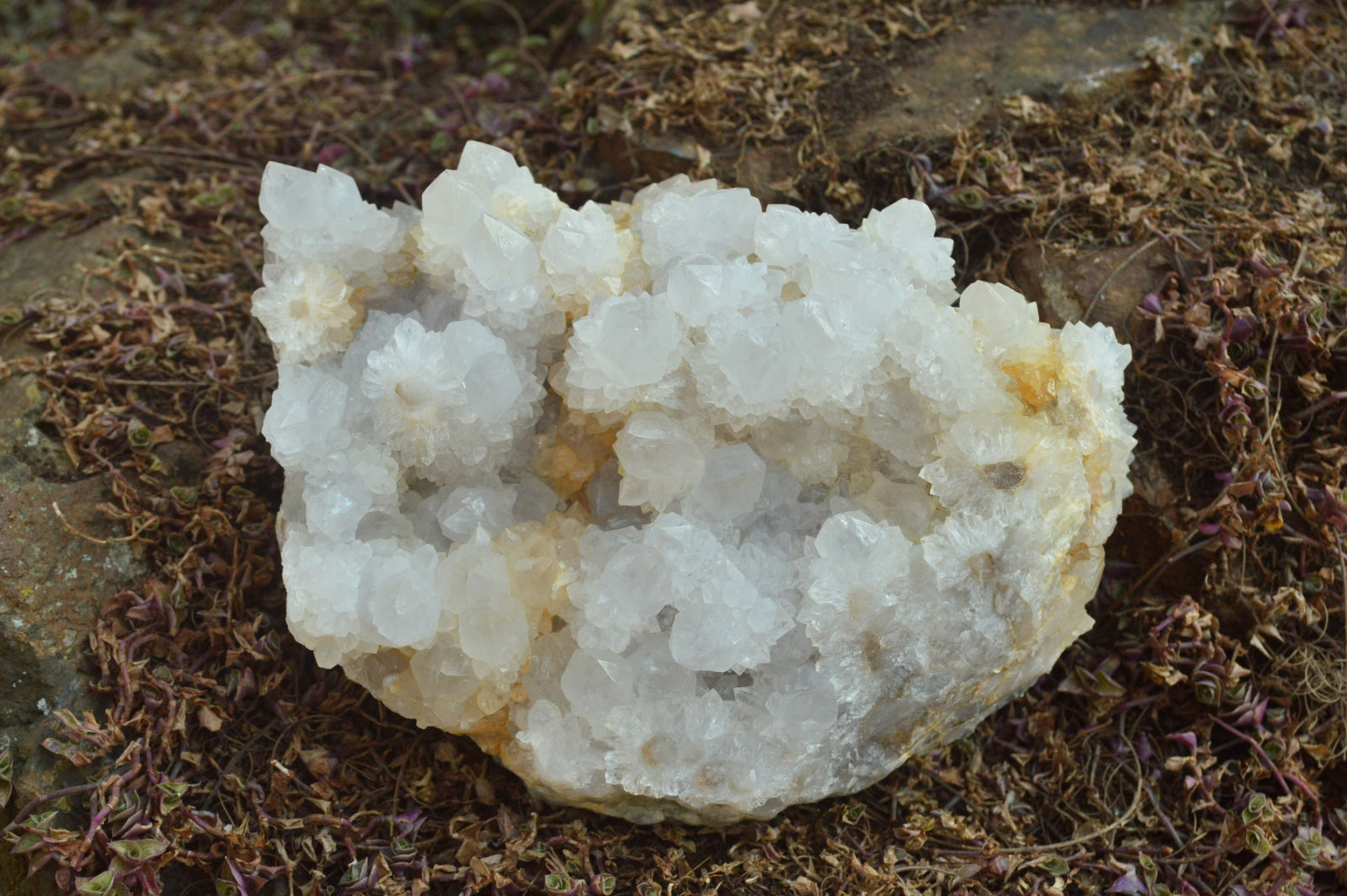 Natural Extra Large Cactus Flower Spirit Quartz Cluster x 1 From Boekenhouthoek, South Africa - TopRock
