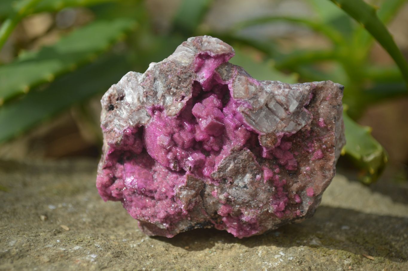 Natural Salrose Cobaltion Dolomite Specimens x 12 From Kakanda, Congo - Toprock Gemstones and Minerals 