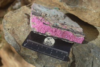 Natural Pink Salrose Cobaltion Dolomite Specimens  x 6 From Kakanda, Congo - Toprock Gemstones and Minerals 