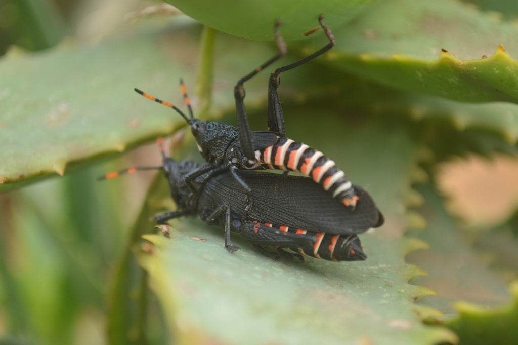 Natural Spirit Quartz Clusters  x 18 From Boekenhouthoek, South Africa - TopRock