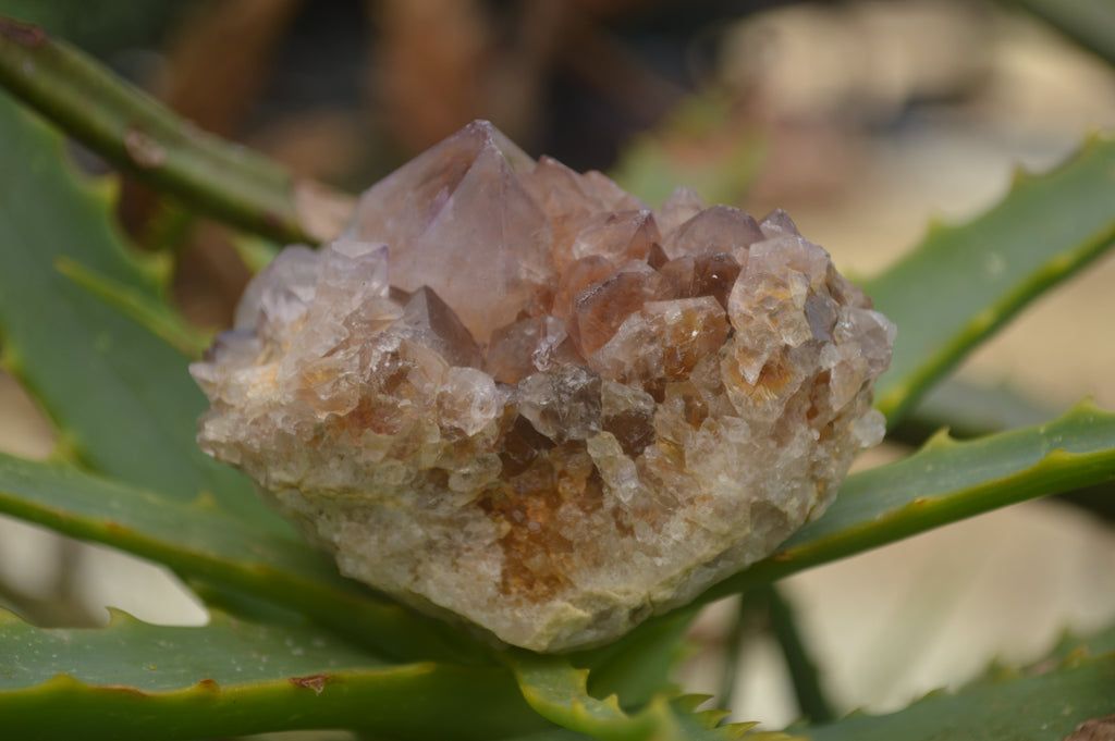 Natural Spirit Quartz Clusters  x 18 From Boekenhouthoek, South Africa - TopRock