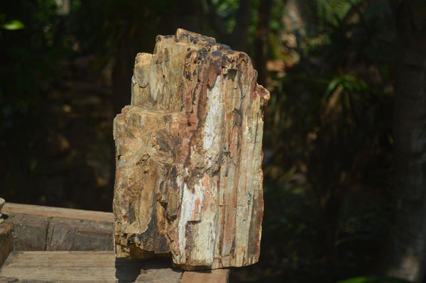 Natural Large Petrified Wood Branch  x 1 From Mahajanga, Madagascar
