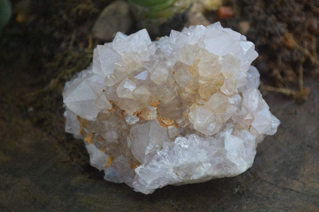 Natural Mixed Spirit Amethyst Quartz Clusters  x 12 From Boekenhouthoek, South Africa - Toprock Gemstones and Minerals 