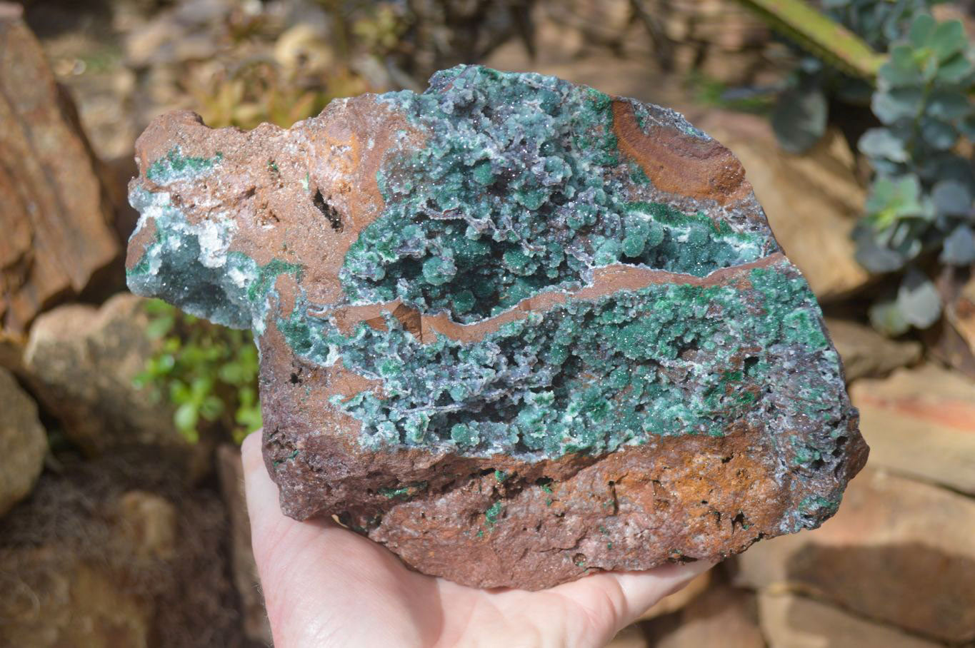 Natural Drusy Coated Ball Malachite On Dolomite Specimen x 1 From Likasi, Congo - Toprock Gemstones and Minerals 