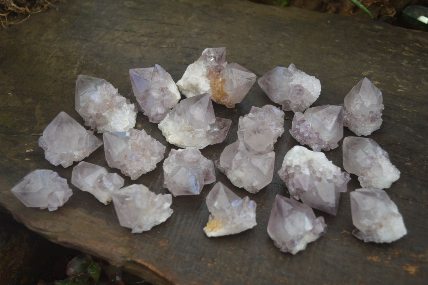 Natural Spirit Cactus Flower Quartz Crystals  x 20 From Boekenhouthoek, South Africa - Toprock Gemstones and Minerals 