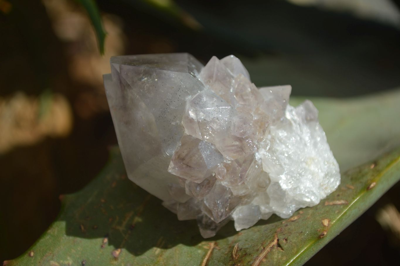 Natural Spirit Cactus Flower Quartz Crystals  x 20 From Boekenhouthoek, South Africa - Toprock Gemstones and Minerals 
