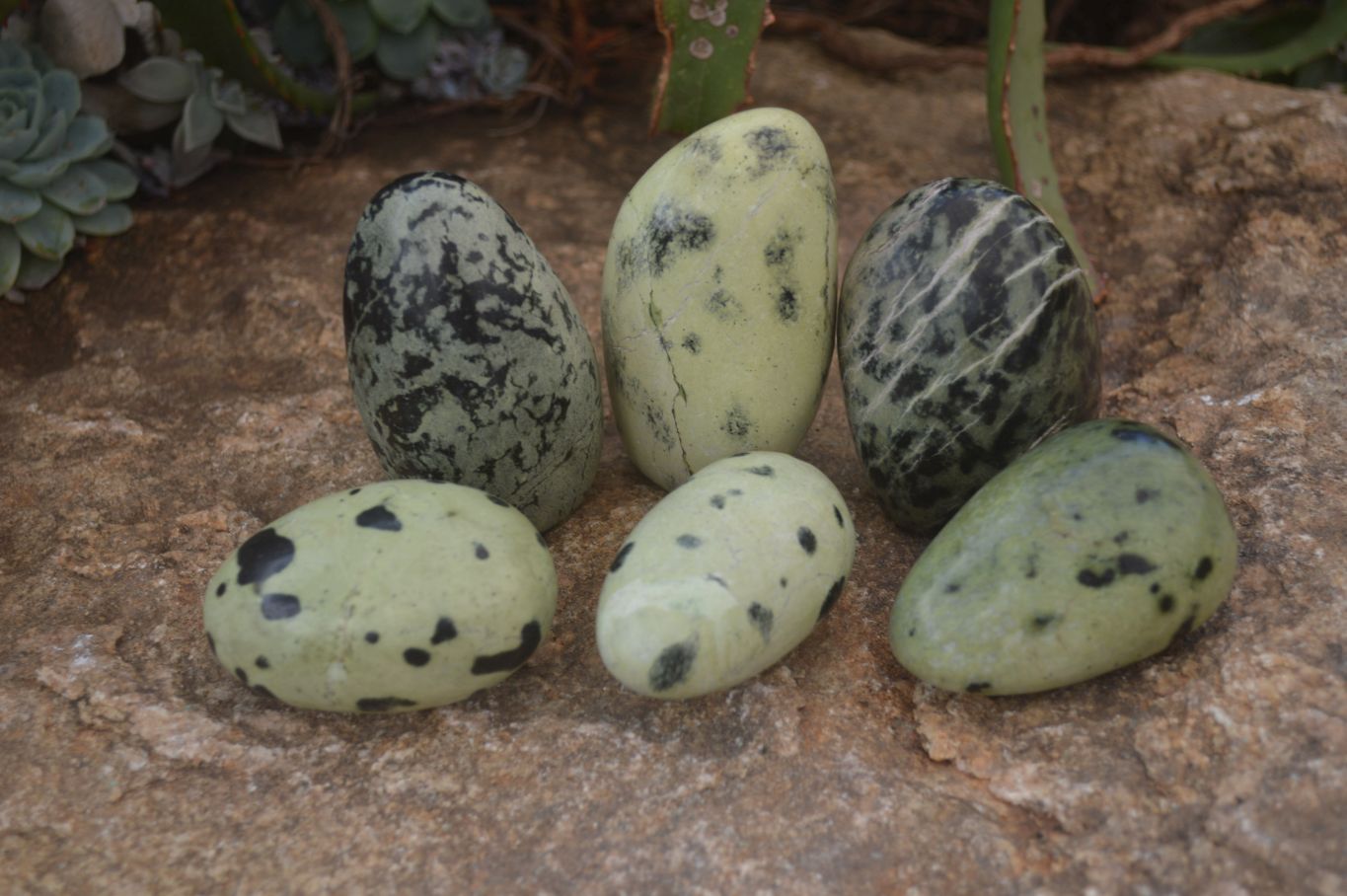 Polished Leopard Stone Free Forms  x 6 From Zimbabwe - Toprock Gemstones and Minerals 