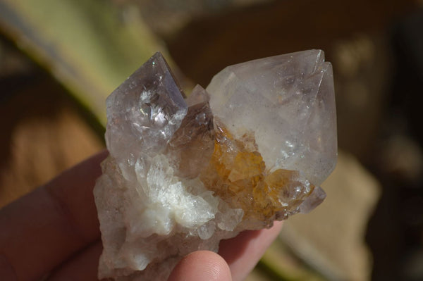 Natural Spirit Cactus Flower Quartz Crystals  x 20 From Boekenhouthoek, South Africa - Toprock Gemstones and Minerals 