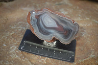 Polished River Agate Nodules  x 6 From Sashe River, Zimbabwe - Toprock Gemstones and Minerals 