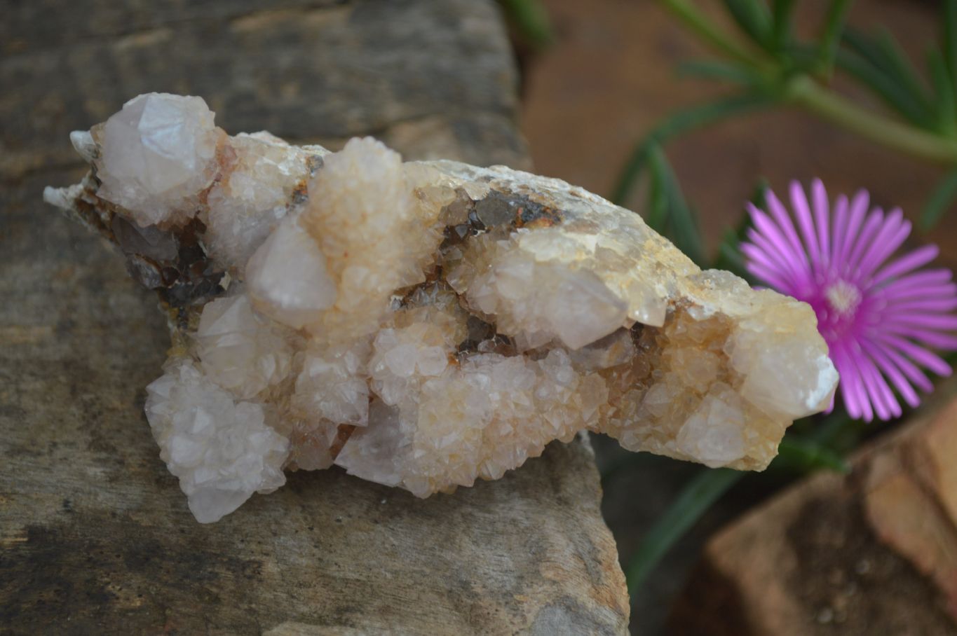 Natural Mixed Spirit Amethyst Quartz Clusters  x 12 From Boekenhouthoek, South Africa - Toprock Gemstones and Minerals 