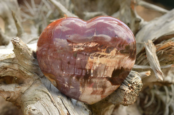 Polished Extra Large Petrified Red Podocarpus Wood Hearts  x 2 From Mahajanga, Madagascar - TopRock