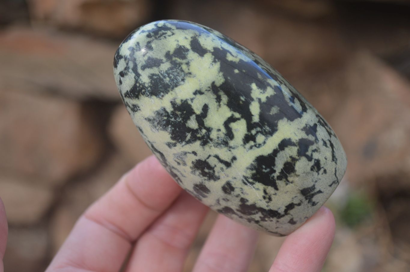 Polished Leopard Stone Free Forms  x 6 From Zimbabwe - Toprock Gemstones and Minerals 