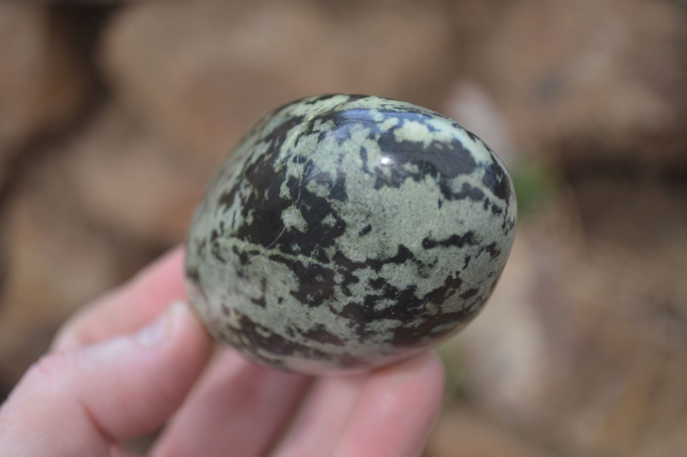 Polished Leopard Stone Free Forms  x 6 From Zimbabwe - Toprock Gemstones and Minerals 