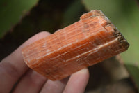 Natural New Sunset Orange Calcite Specimens x 12 From Spitzkop, Namibia - Toprock Gemstones and Minerals 