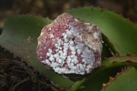Natural Pink Salrose Cobaltion Dolomite Specimens  x 6 From Kakanda, Congo - Toprock Gemstones and Minerals 