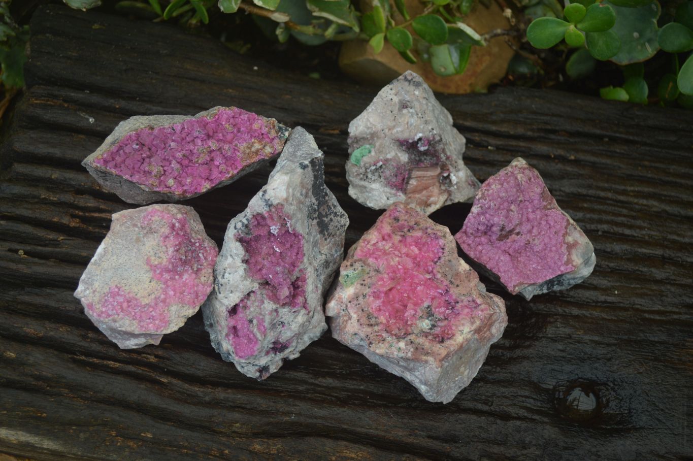 Natural Pink Salrose Cobaltion Dolomite Specimens  x 6 From Kakanda, Congo - Toprock Gemstones and Minerals 