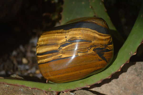 Polished Golden Tigers Eye Free Forms x 4 From Prieska, Northern Cape