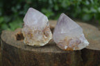 Natural Single Spirit Cactus Quartz Crystals  x 24 From Boekenhouthoek, South Africa - Toprock Gemstones and Minerals 