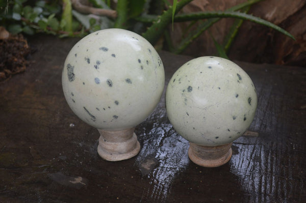 Polished Spotted Leopard Stone Spheres  x 2 From Zimbabwe