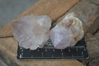 Natural Single Spirit Cactus Quartz Crystals  x 24 From Boekenhouthoek, South Africa - Toprock Gemstones and Minerals 
