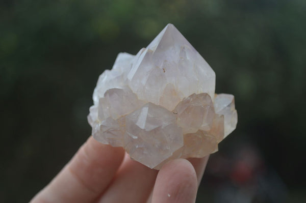 Natural Single Spirit Cactus Quartz Crystals  x 24 From Boekenhouthoek, South Africa
