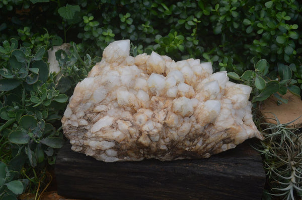 Natural Extra Large White Phantom Pineapple Quartz Cluster  x 1 From Madagascar - Toprock Gemstones and Minerals 