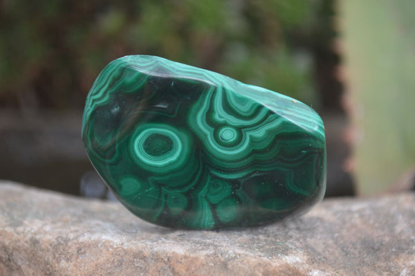 Polished Flower Banded Malachite Free Forms  x 12 From Congo