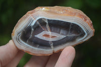 Polished Banded River Agate Nodules  x 6 From Sashe River, Zimbabwe - Toprock Gemstones and Minerals 