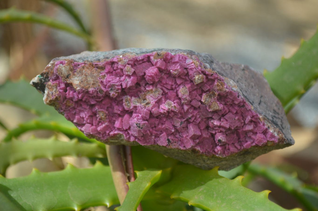 Natural Pink Salrose Cobaltion Dolomite Specimens  x 6 From Kakanda, Congo - Toprock Gemstones and Minerals 