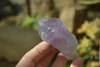 Natural Single Jacaranda Amethyst Crystals x 12 From Mumbwe, Zambia - Toprock Gemstones and Minerals 