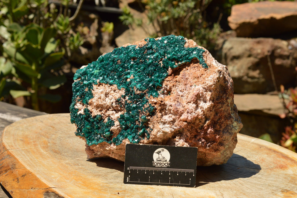 Natural Huge Museum Dioptase Specimen  x 1 From Congo - TopRock