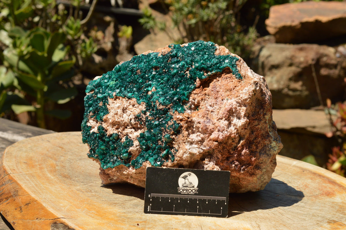 Natural Huge Museum Dioptase Specimen  x 1 From Congo - TopRock