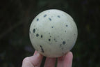 Polished Spotted Leopard Stone Spheres  x 2 From Zimbabwe - Toprock Gemstones and Minerals 
