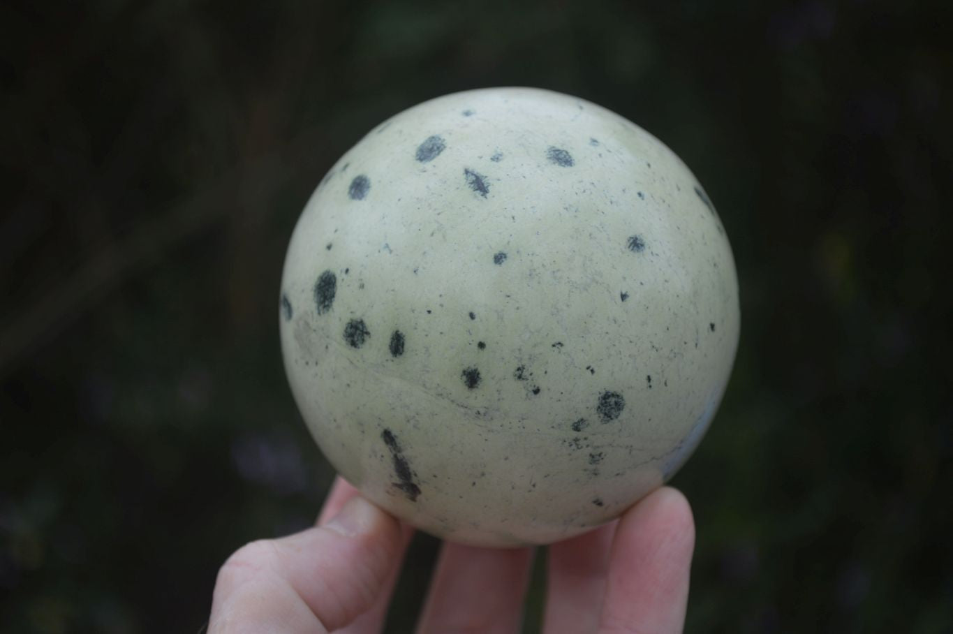 Polished Spotted Leopard Stone Spheres  x 2 From Zimbabwe - Toprock Gemstones and Minerals 